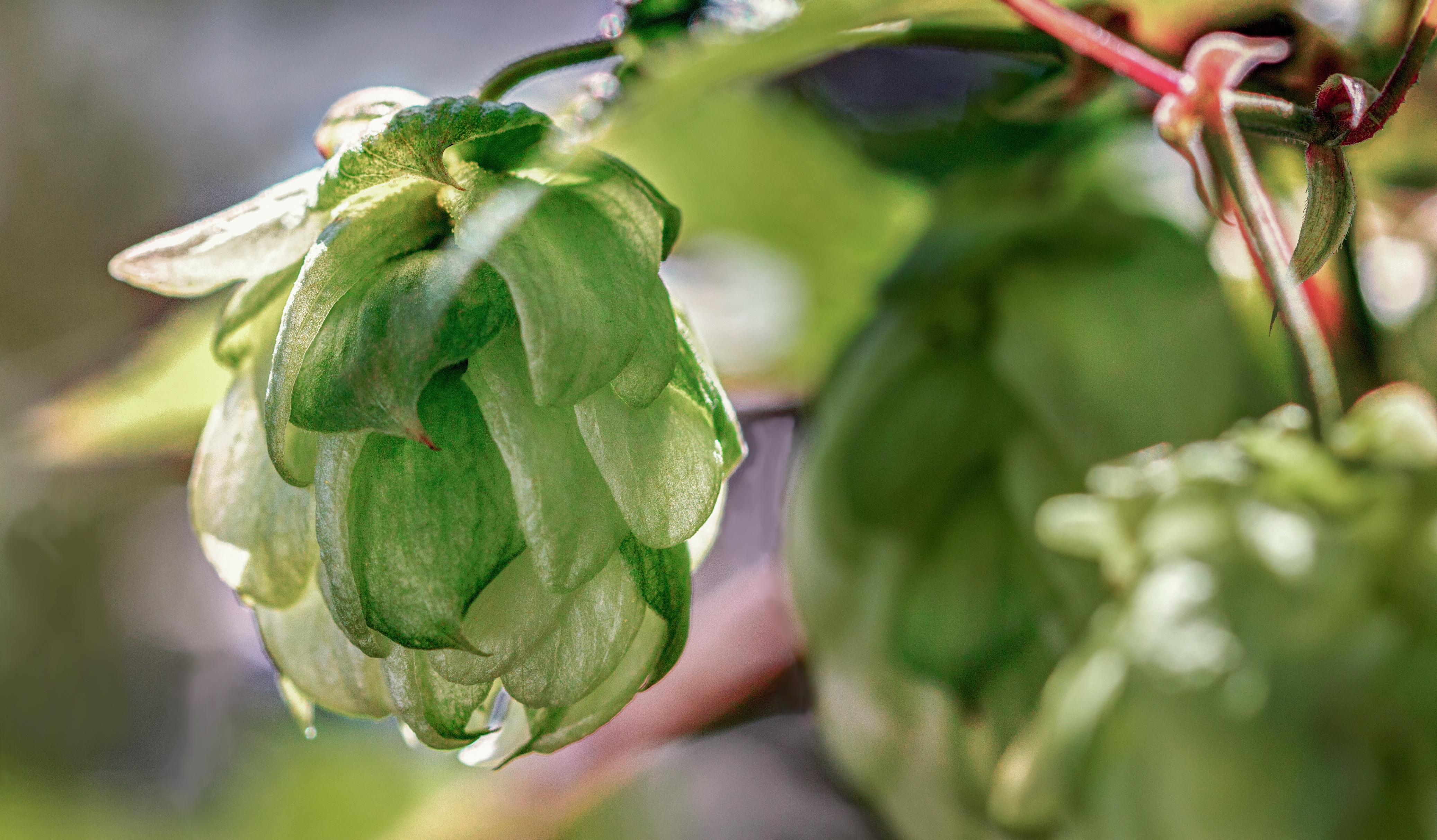 Hops