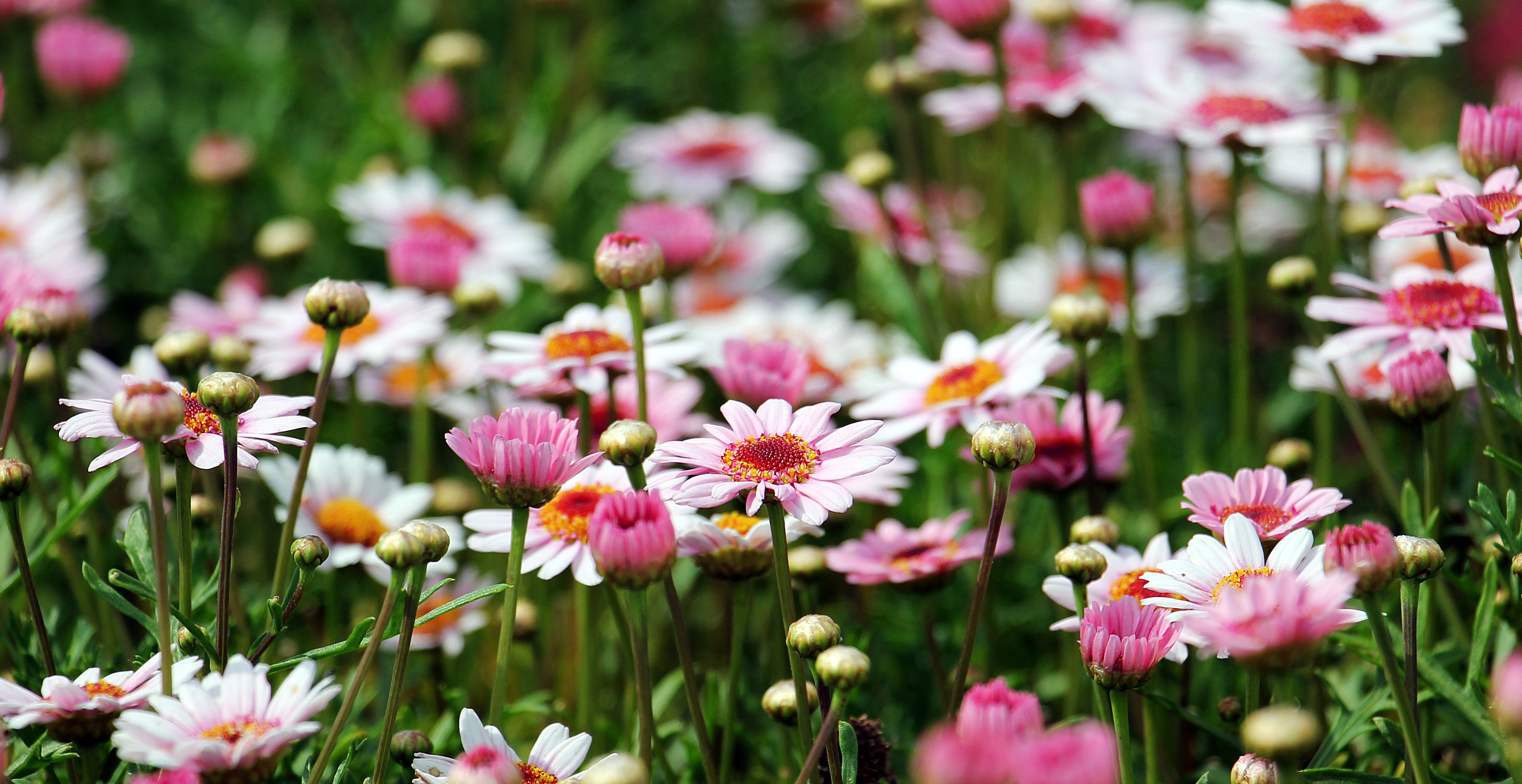 Ornamentals