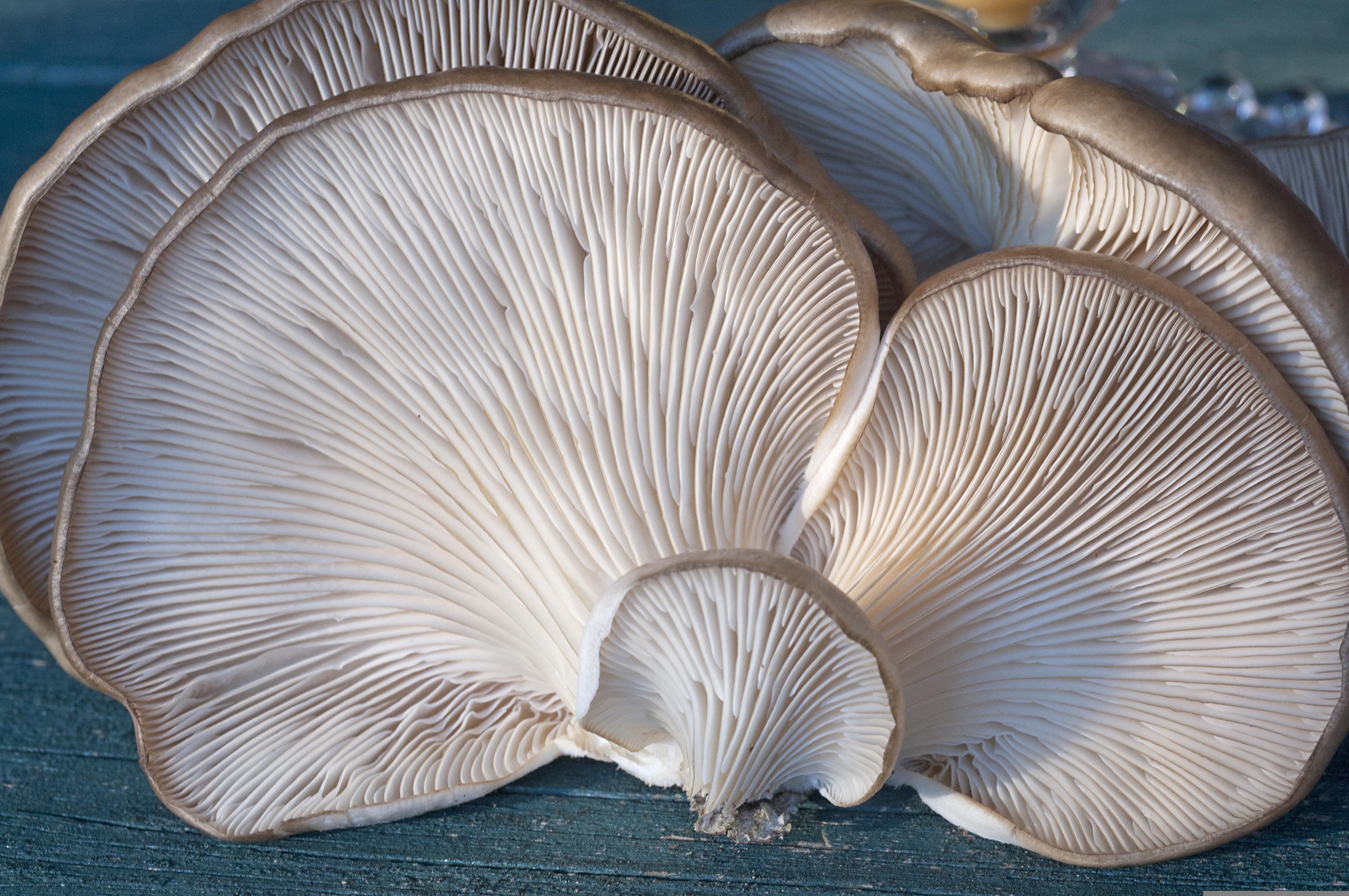 Mushrooms