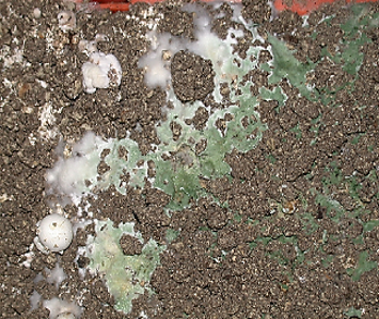 Image of Trichoderma aggressivum