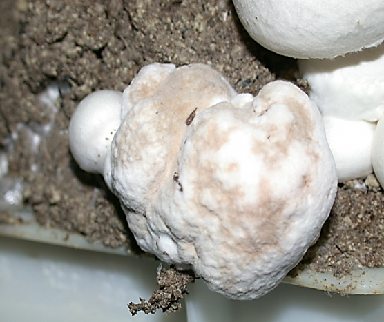 Image of Lecanicillium fungicola