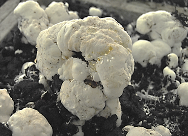 Image of Hypomyces perniciosus