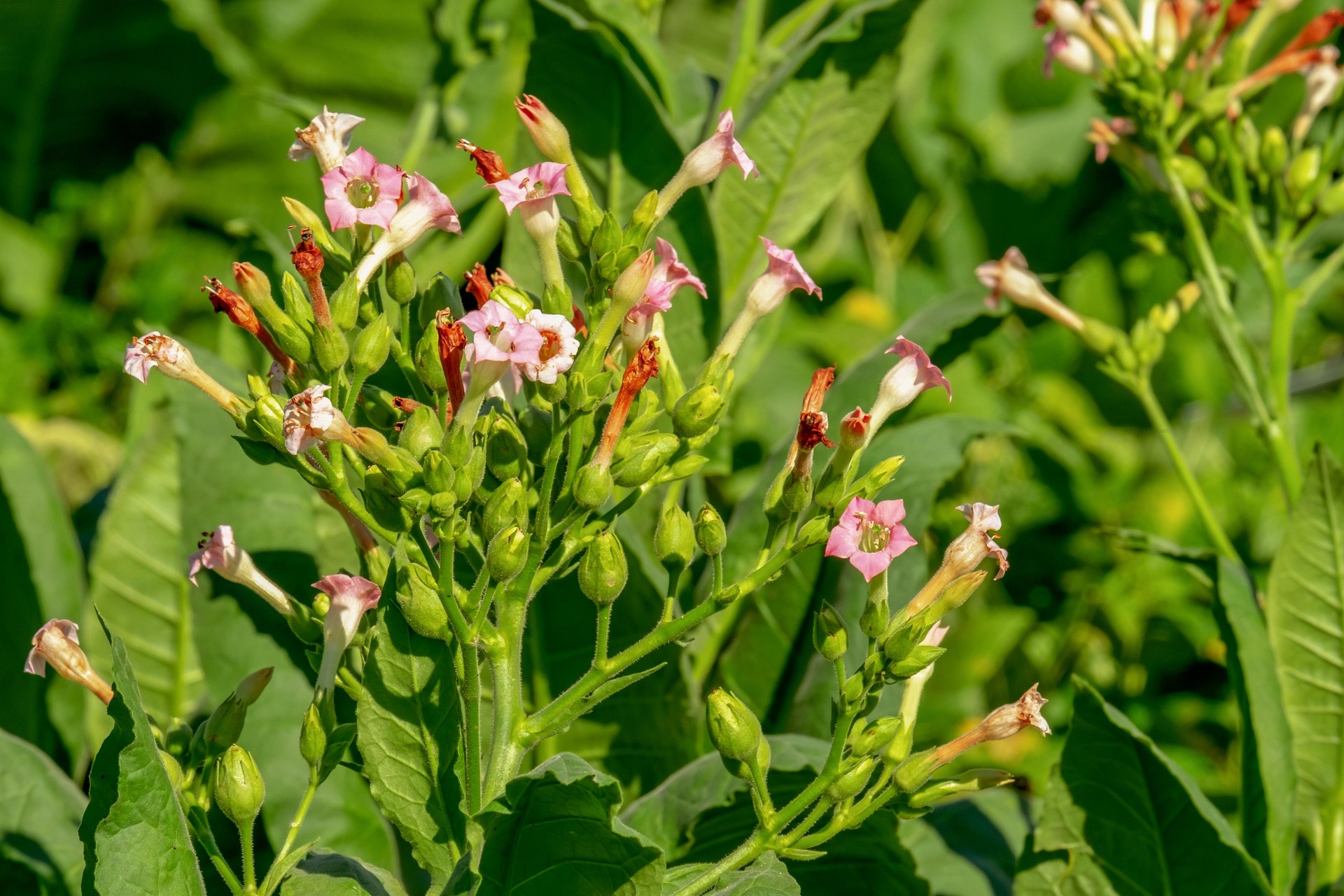 Tobacco flowers