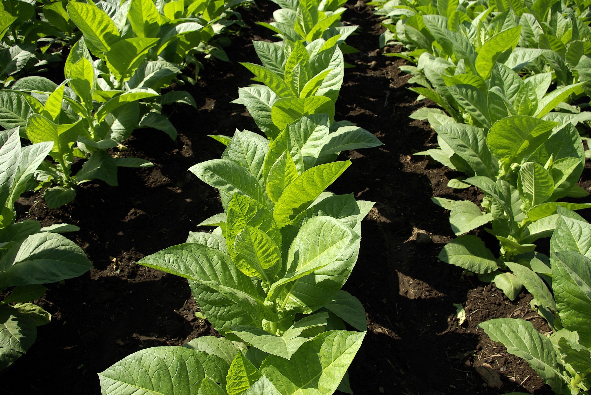 Tobacco plant in flower