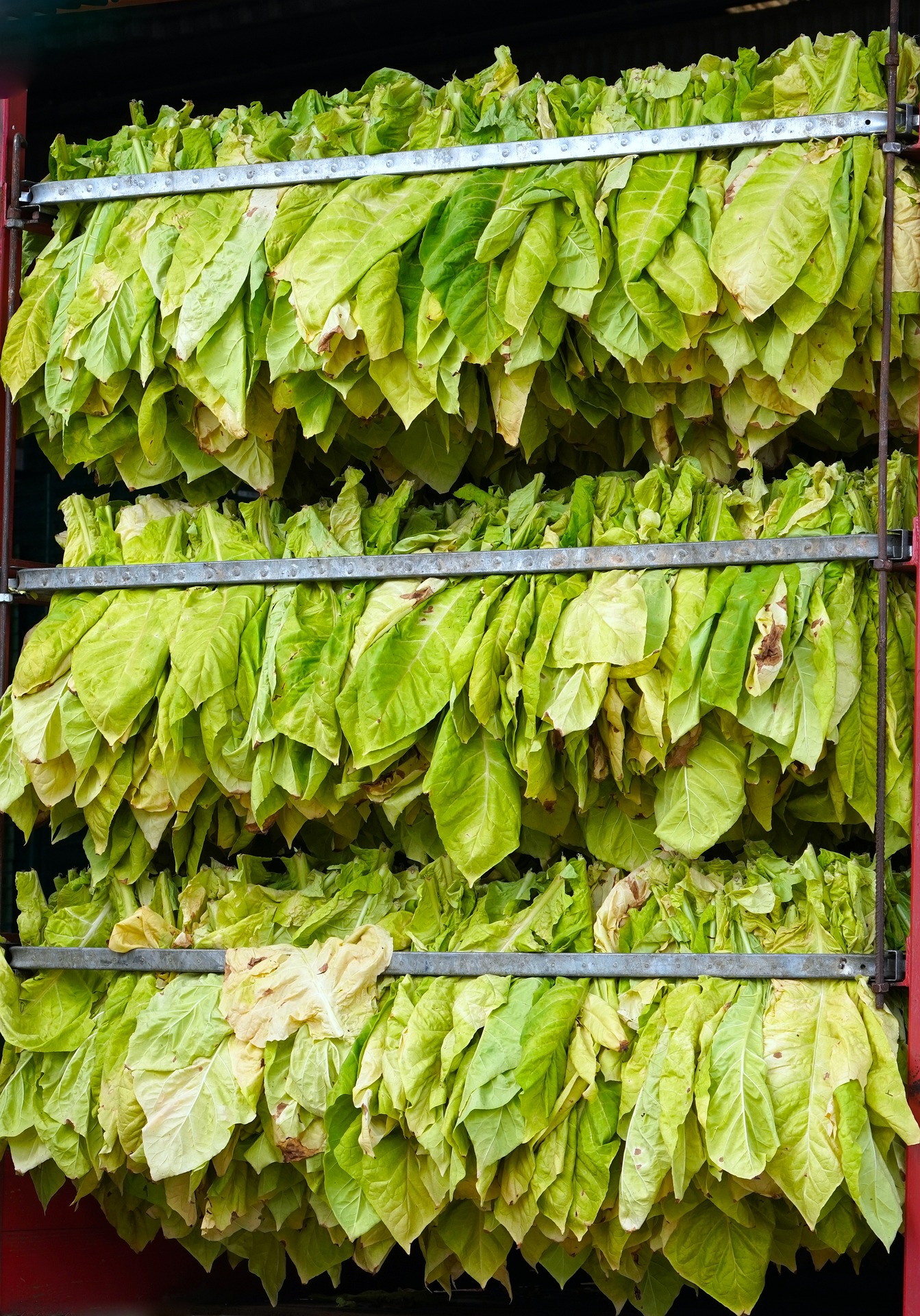 Tobacco field